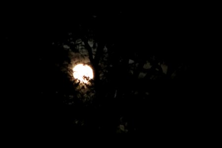 full moon through trees photo