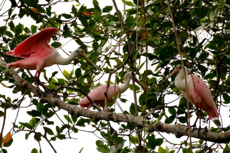 Roseate Spoonbill, Plataleja ajaja - 260A3423