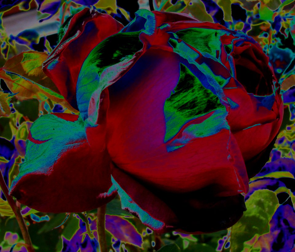 dying rose, color solarization