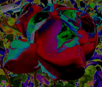 dying rose, color solarization