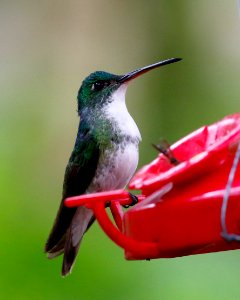 Booted Racket-tail (f) Ocreatus Underwoodii) -260A1679