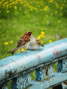 Beak animals nature