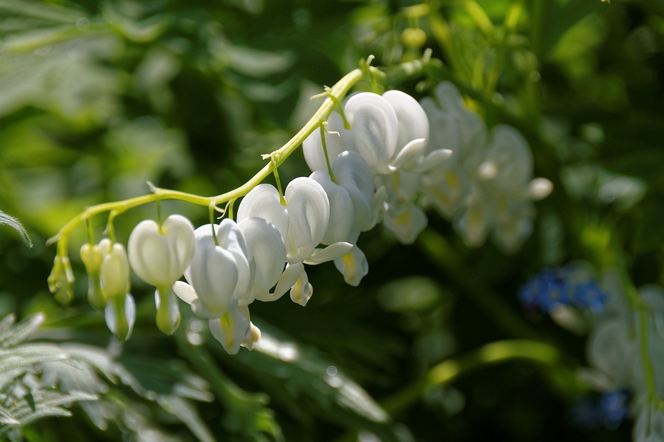 Bloom flower herzerlstock