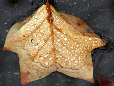 leaf with water drops 2 photo