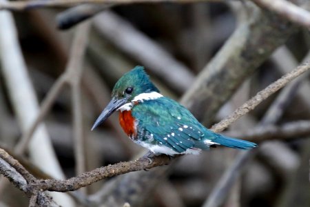 Green Kingfisher (m), Chloroceryle americana - 260A3343