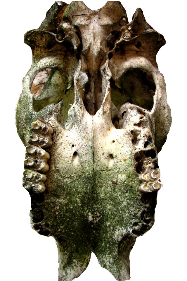 cattle skull, underside