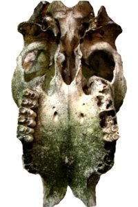 cattle skull, underside