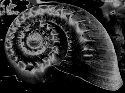spiral shell, solarized photo
