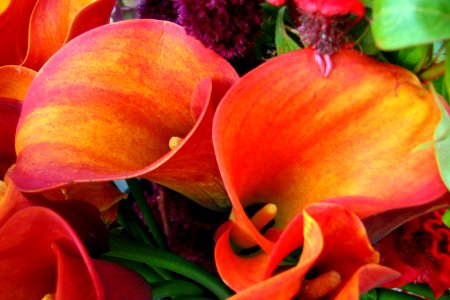 red-orange dwarf calla lilies photo