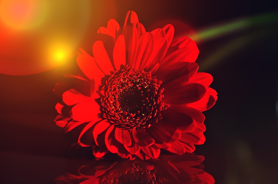 Bloom schnittblume plant