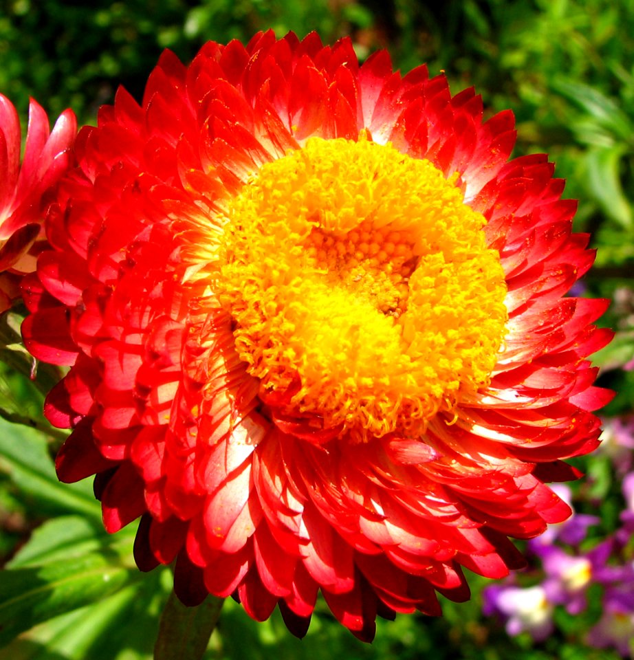 red-and-yellow flowers 4