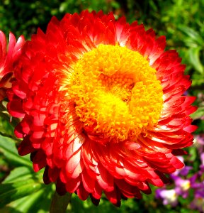 red-and-yellow flowers 4