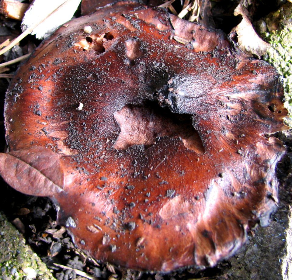 mushroom 2 (decaying)