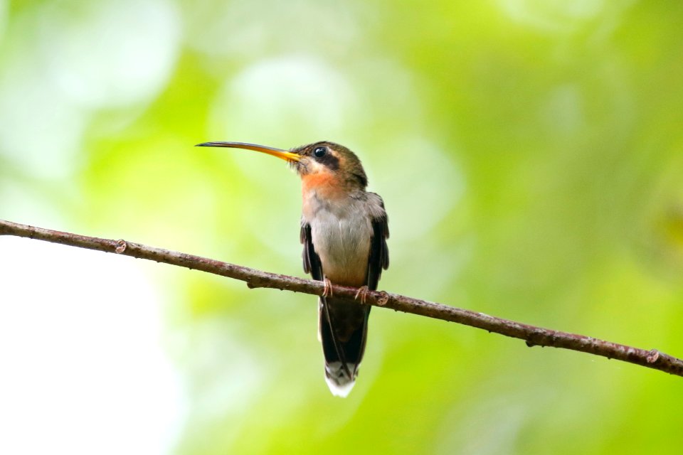 Stripe-throated Hermit
