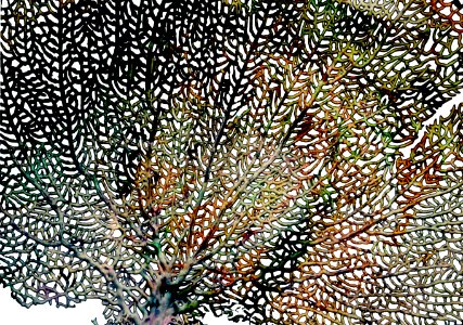 sea fan, color solarization photo