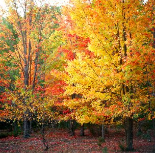 autumn colors, port oneida photo