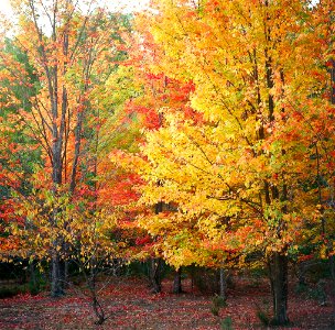 autumn colors, port oneida