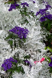 dusty miller with purple