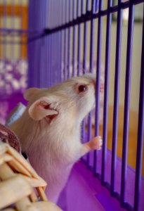 Mouse wants out