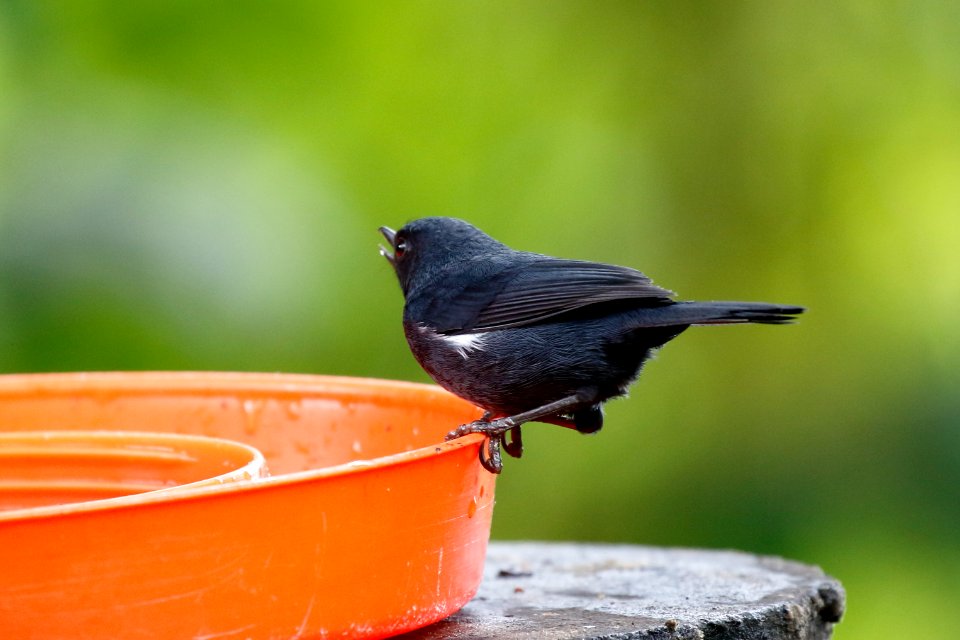 White-sided Flowerpiercer, Diglossa albilatera - 260A2896