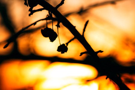 Branch Silhouette at Sunset photo