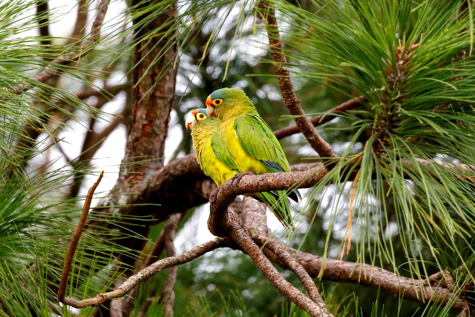 Orange-fronted Parakeet
