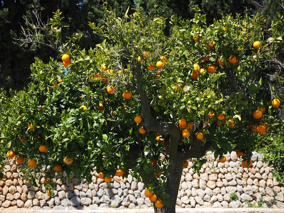 Orangengargen orange baumgarten oranges