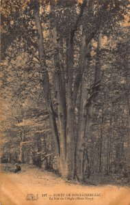 117 FORET DE FOUNTAINEBLEAU