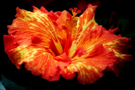 red-and-yellow hibiscus