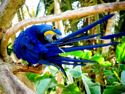 Hyacinth Macaw Preening Its Tail photo