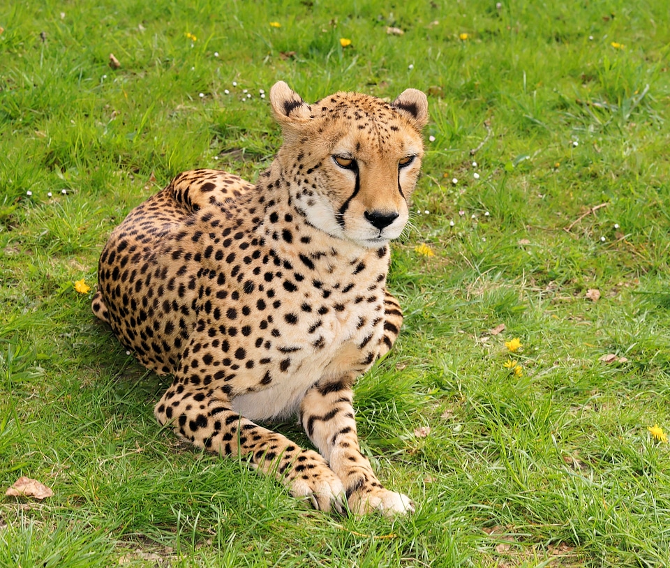 Hunter fast nature