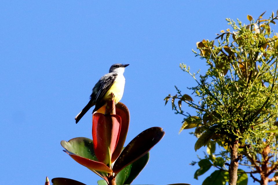 Snowy-throated Kingbird, Tyrannus niveigularis - 260A1863