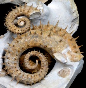 ammonite 2 photo