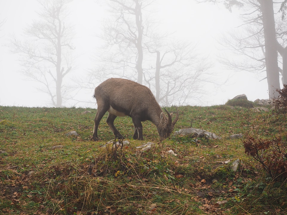 Fog foggy capra ibex