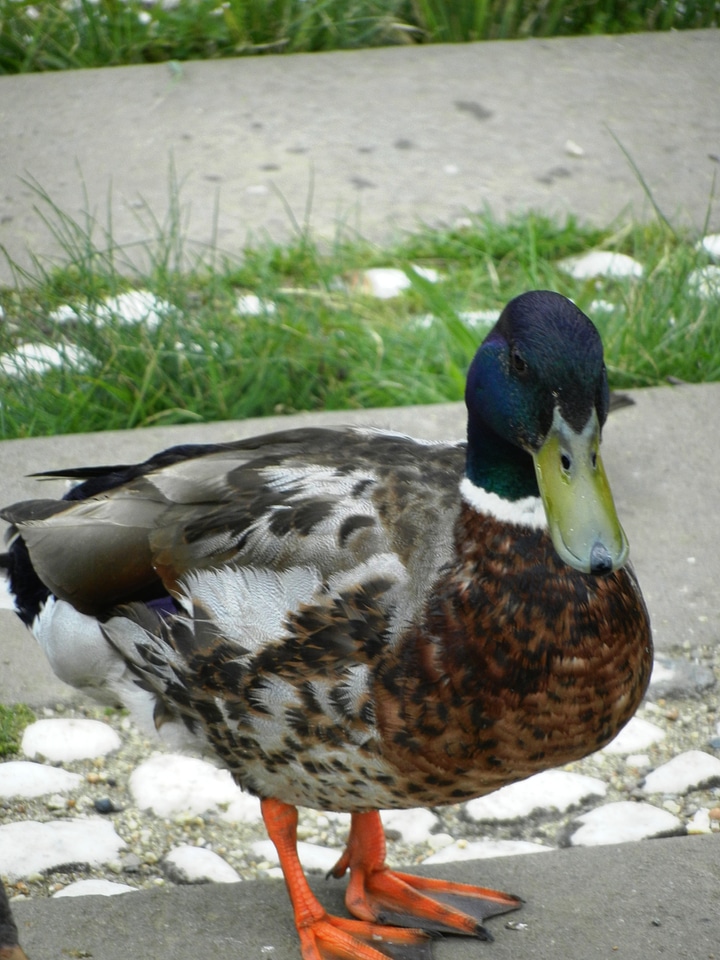 Beak animals nature