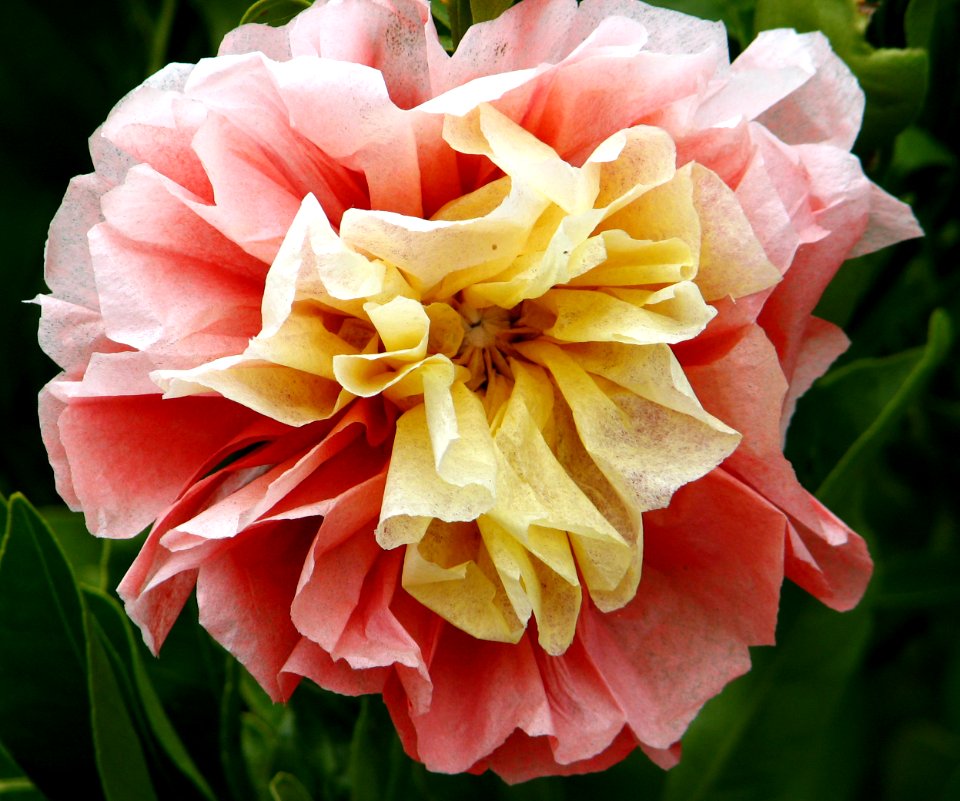 tissue-paper flower 2