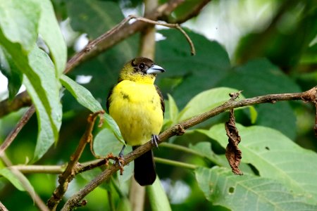 Lemon-rumped Tanager (f), Ramphocelus icteronotus - 260A1723