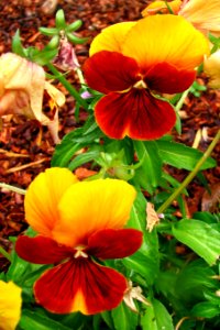 red-and-yellow violas photo