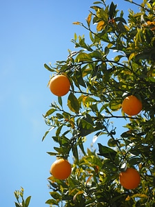 Citrus fruits tree leaves photo