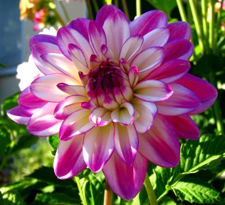 pink and white dahlia