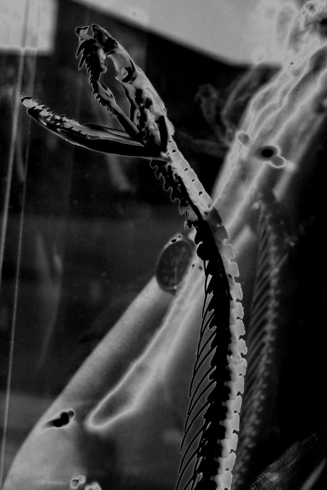 solarized snake head and skeleton
