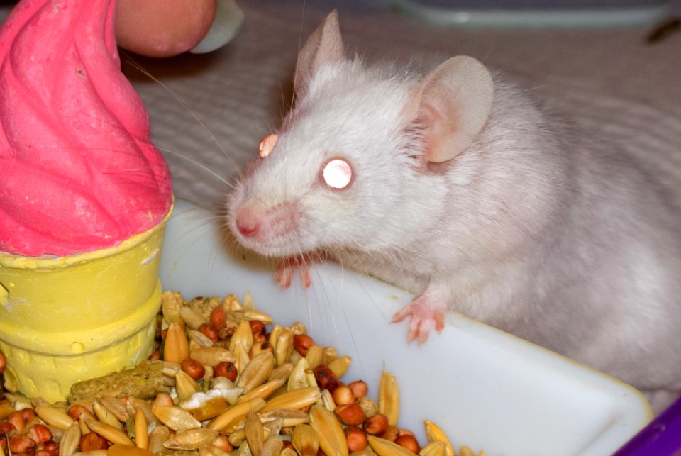 Mouse
