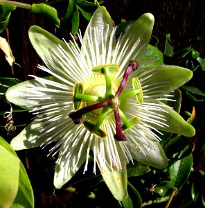 green-and-white passionflower photo