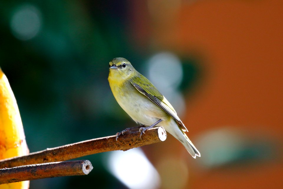 Tenessee Warbler