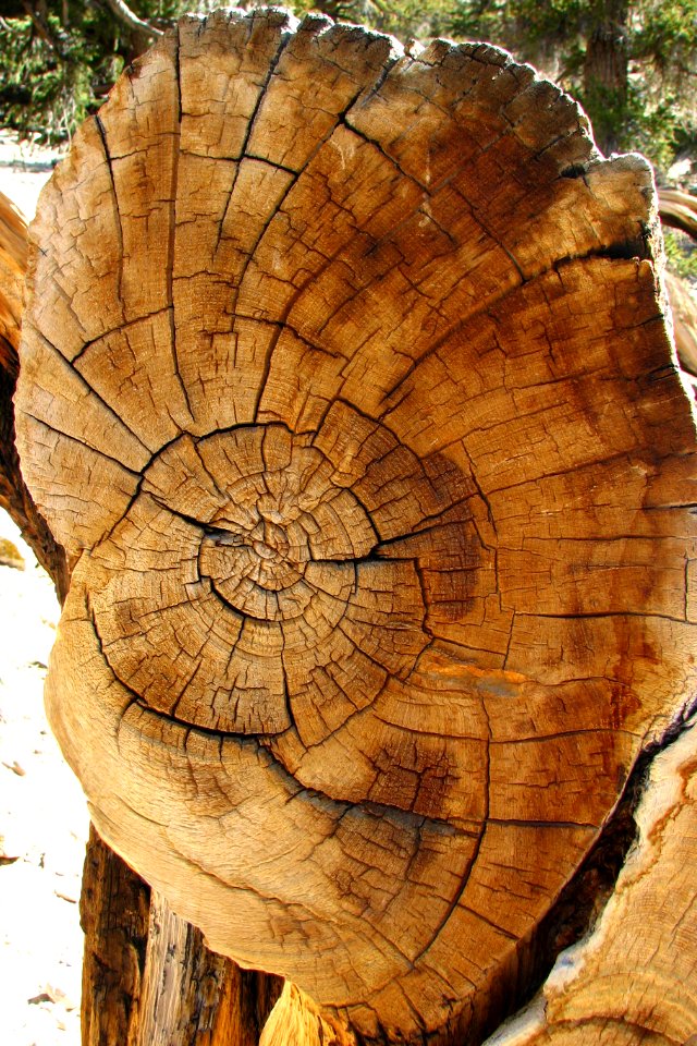 radial wood texture 1
