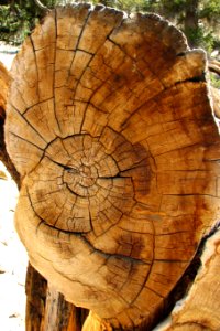 radial wood texture 1 photo