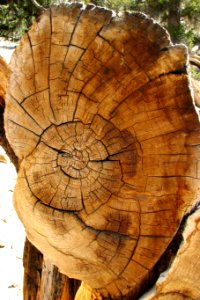 radial wood texture 1