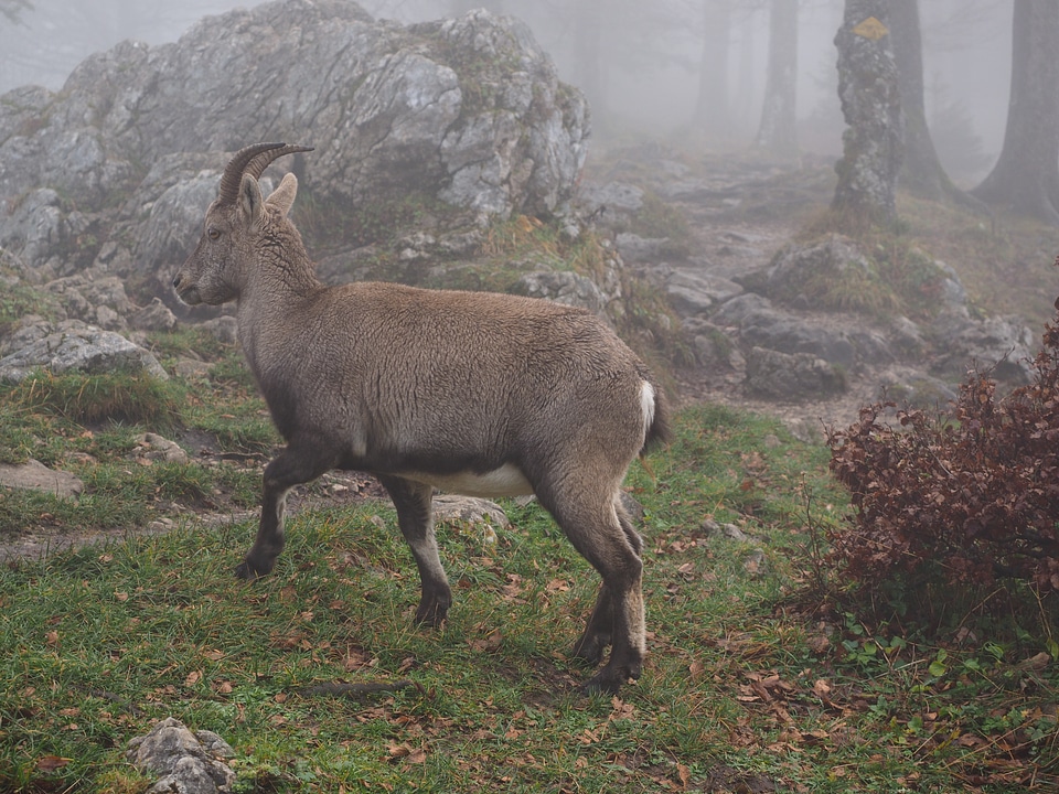 Fog foggy capra ibex
