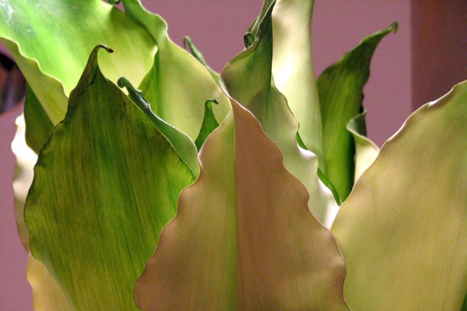leaves 1