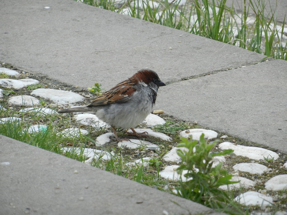 Beak animals nature
